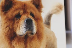 Chow-chow w domu