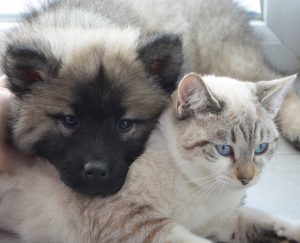 Jak zrobić biznes na swoim hobby? Załóż sklep zoologiczny!